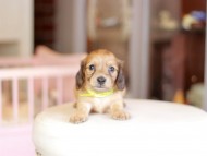 Kaninchen_Dachshund_6902