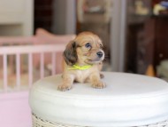 Kaninchen_Dachshund_6903 Kaninchen_Dachshund_6903