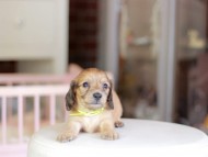 Kaninchen_Dachshund_6905 Kaninchen_Dachshund_6905