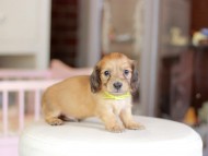 Kaninchen_Dachshund_6908