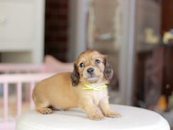 Kaninchen_Dachshund_6912 Kaninchen_Dachshund_6912