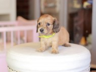 Kaninchen_Dachshund_6929