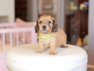 Kaninchen_Dachshund_6930