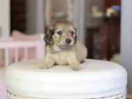 Kaninchen_Dachshund_6948