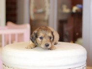 Kaninchen_Dachshund_6949