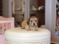 Kaninchen_Dachshund_6951