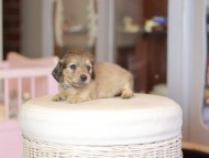 Kaninchen_Dachshund_6958