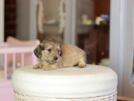 Kaninchen_Dachshund_6959