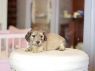 Kaninchen_Dachshund_6962 Kaninchen_Dachshund_6962