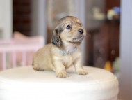 Kaninchen_Dachshund_6969