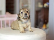 Kaninchen_Dachshund_6971 Kaninchen_Dachshund_6971