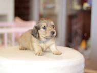 Kaninchen_Dachshund_6974