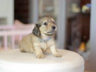 Kaninchen_Dachshund_6976