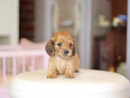 Kaninchen_Dachshund_6978