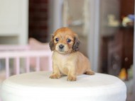 Kaninchen_Dachshund_6983