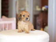 Kaninchen_Dachshund_6988