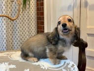 Kaninchen_Dachshund_6991