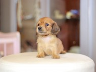Kaninchen_Dachshund_6992