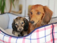 Kaninchen_Dachshund_7016