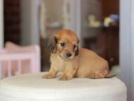 Kaninchen_Dachshund_7018