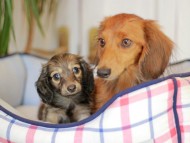 Kaninchen_Dachshund_7019