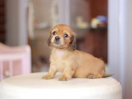 Kaninchen_Dachshund_7024