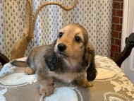Kaninchen_Dachshund_7026