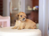 Kaninchen_Dachshund_7027