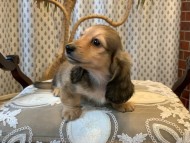 Kaninchen_Dachshund_7029
