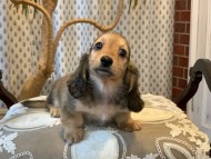 Kaninchen_Dachshund_7030
