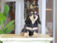 Kaninchen_Dachshund_7031 Kaninchen_Dachshund_7031