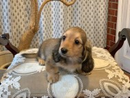 Kaninchen_Dachshund_7031