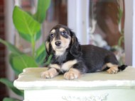 Kaninchen_Dachshund_7046