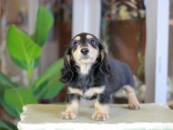 Kaninchen_Dachshund_7050