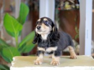 Kaninchen_Dachshund_7052