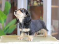 Kaninchen_Dachshund_7054