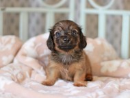 Kaninchen_Dachshund_7068