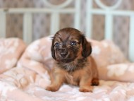 Kaninchen_Dachshund_7069