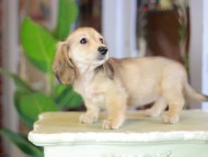 Kaninchen_Dachshund_7070
