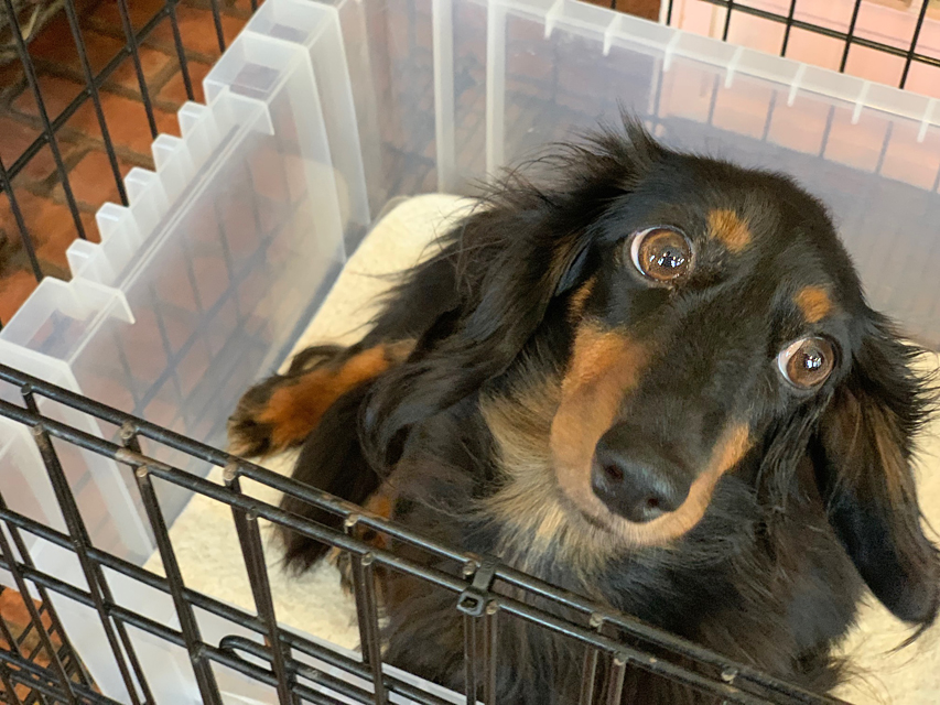 カニンヘンダックスフンド ミスト 9月22日子犬の出産