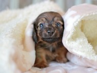 Kaninchen_Dachshund_7080