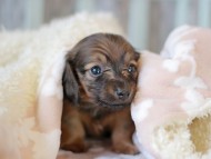 Kaninchen_Dachshund_7083