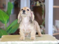 Kaninchen_Dachshund_7084
