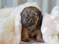 Kaninchen_Dachshund_7085