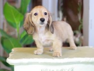 Kaninchen_Dachshund_7090