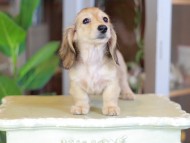 Kaninchen_Dachshund_7093