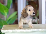 Kaninchen_Dachshund_7107