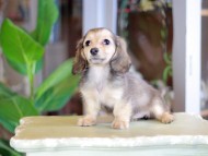 Kaninchen_Dachshund_7110