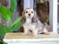 Kaninchen_Dachshund_7111