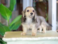 Kaninchen_Dachshund_7117